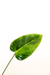 Philodendron esmeraldense